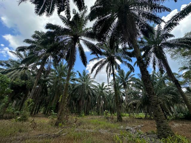 Johor Muar Mukim Tangkak Freehold Land 5 Acres Flat Land 1