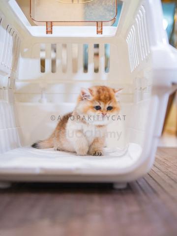 Carousel Image
