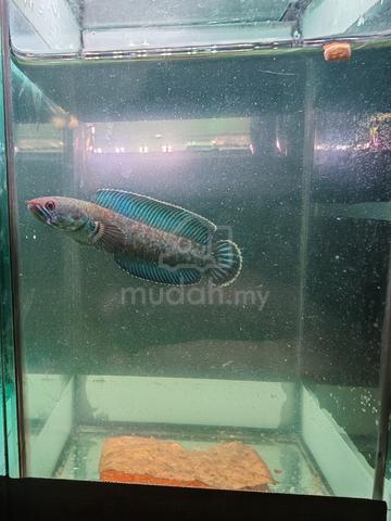 Channa Andrao HF - photo 3 of 4