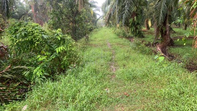Tanah Pertanian - Sawit 1.1 Ekar – Kuala Sepetang,Taiping 1