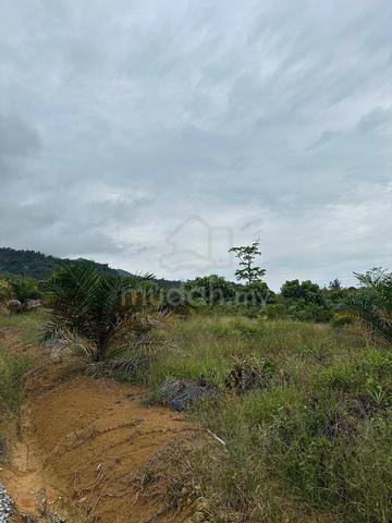 5.74 ekar Tanah Sawit dan 5.81 ekar Kebun Durian di Air Chanal Tanah M 1