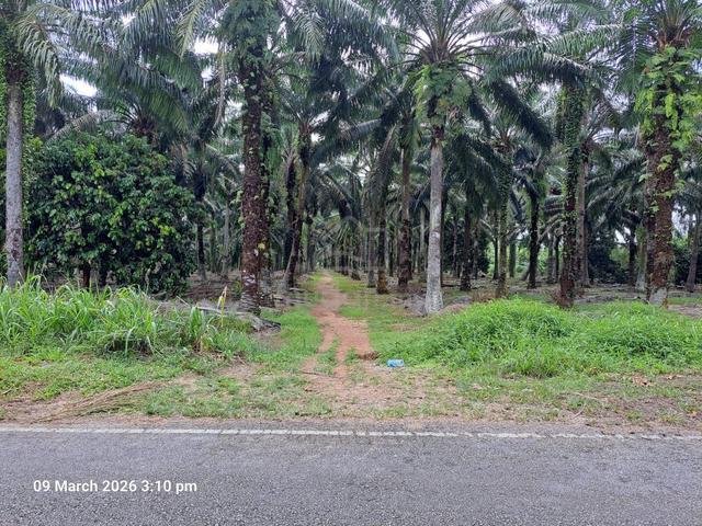 Tanah Pertanian [2.13 Acre] @ Ayer Baloi, Pontian 1