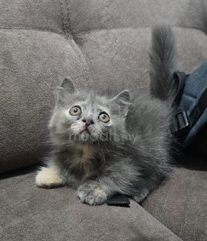Carousel Image