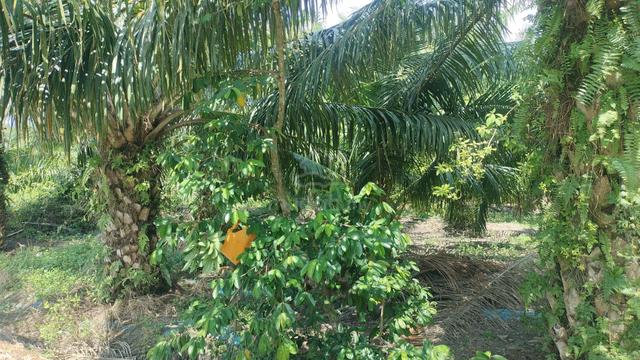 Kapar,0.25 acre land ,individual title 1