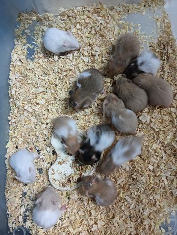 hamster syrian  - photo 5 of 5