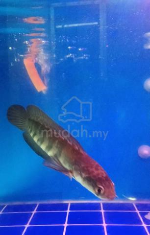 Channa Red Barito - photo 2 of 3