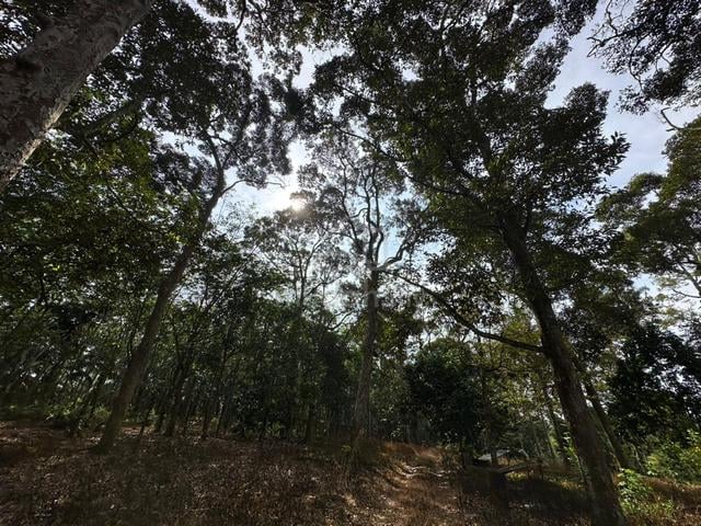 FREEHOLD MATURE Durian Orchard 5 Acres @ Jasin Melaka 1