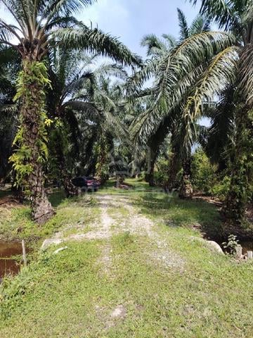 Tanah untuk dijual  1