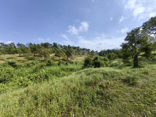 9.1 Acres Freehold Musang King Durian Farm Raub 1