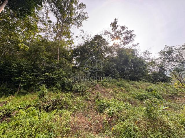 A Rare 9.62-Acre Durian Sanctuary — 20+ Years Pesticide-Free! 1