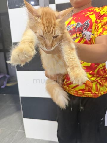 Mainecoon - photo 3 of 3