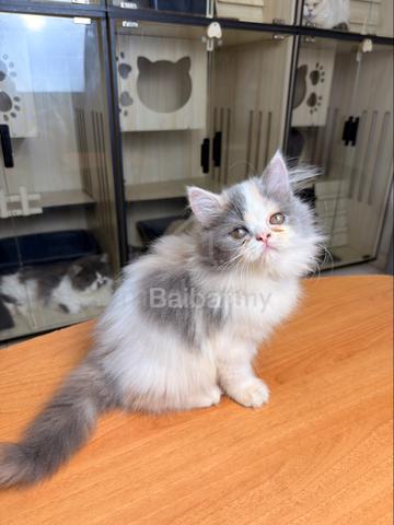 persian (DLH) - photo 5 of 6