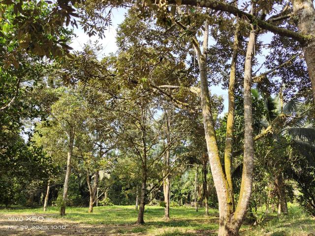 5.6 acre Durian Farm at Jalan Lubok Cina and Linggi, N9 5