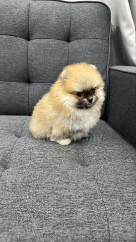 Carousel Image