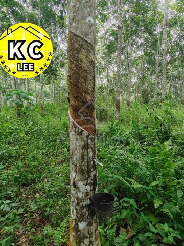5.03 Acres Agricultural Land For Sale | Sauk |Perak 2