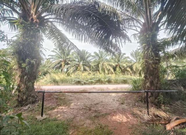 Tanah untuk dijual 1.5 Ekar di Lrg Sungai Budu, Jorak, Bkt Pasir, Muar 1