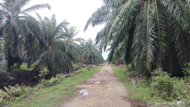 Banting Land for Sale, Sungai Kelambu 2, Felcra, 📌2.07 Acres Land 2