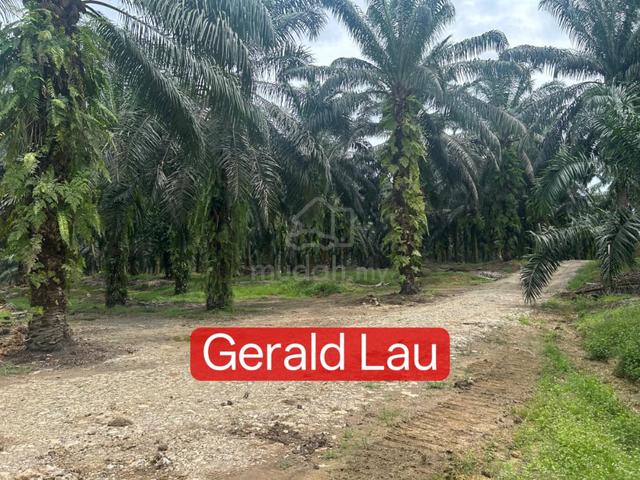 Kinabatangan Palm Estate|CL Title|High Production|1000 acres|Sabah 1