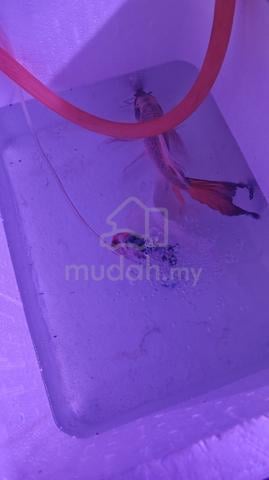Carousel Image