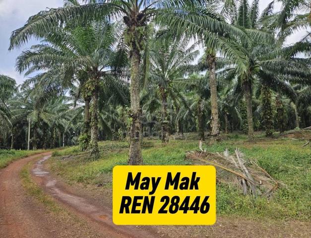 【FREEHOLD】Agricultrue Land Oil Palm Plantation Segamat Johor for Sale 1