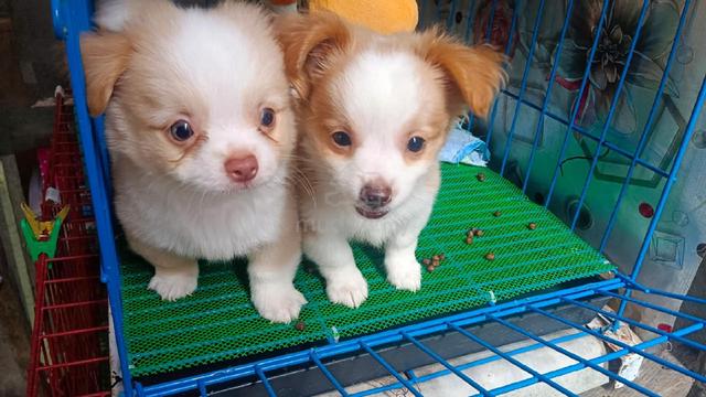 Chihuahua ~4 - photo 4 of 6