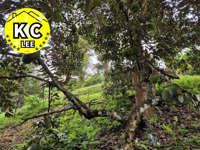 4.7 Acres Old Durian Farm For Sale | Lenggong,Perak 5