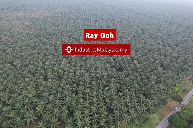 Mukim Morib Banting, Kanchong Agriculture Land for Sale 2