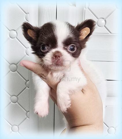Chiwawa Pure Breed - photo 3 of 6