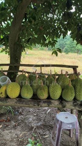 6.5 Acres Musang King Durian Orchard | Housing Zone | Simpang Renggam 1