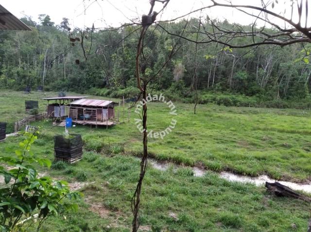 Tanah Getah Freehold Cino Boleh Beli Hampir 5 Ekar di Temangan,Machang