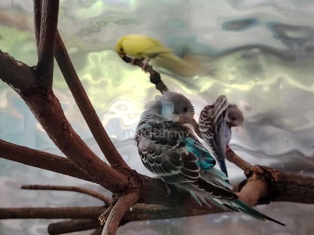 Carousel Image