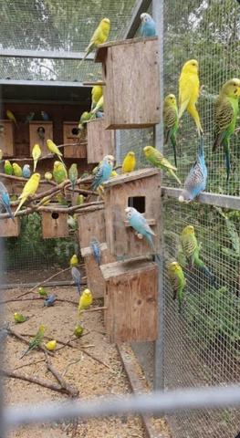 Budgie Birds  - photo 3 of 3