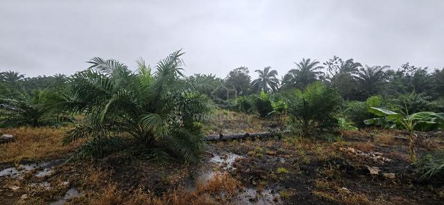 Tanah Sawit 9.88 Ekar, Freehold, Akses hingga tanah, Penerok, Pontian 1