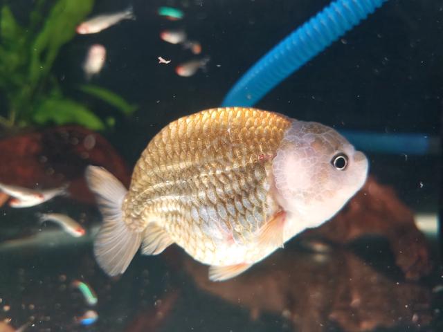 Ranchu Goldfish - photo 3 of 6