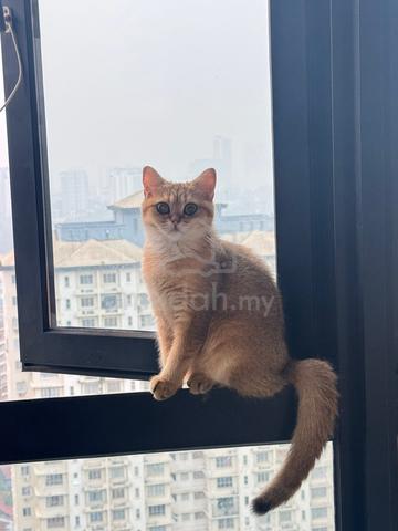 Golden BSH - photo 2 of 2