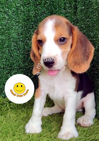 are beagles cheerful dogs