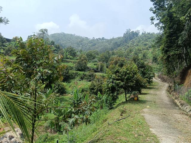 Highland Durian Garden for Sale 1