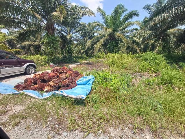 Income RM1k/month. Agriculture land for SALE Mukim Sg Karang, Pontian 1