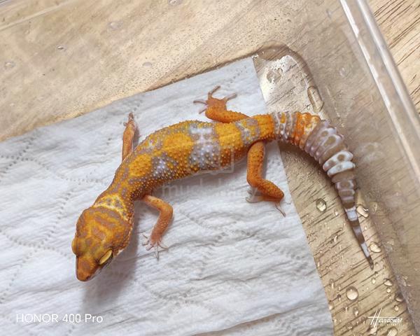 Carousel Image Selected