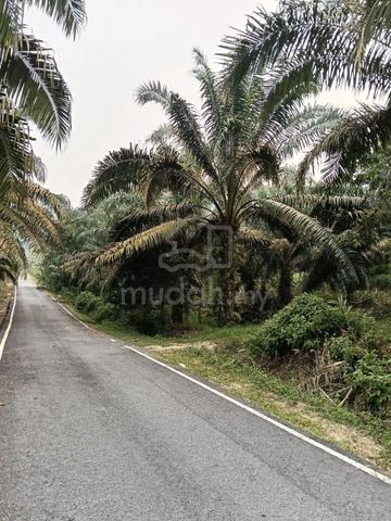 Tanah di Kampung Ayer Manis Kulai.  Kebun Sawit 1.8 Ekar 1