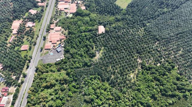 Semeling Agricultural Land oil Palm Tree 30year For sale 1