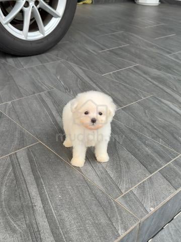 Male Bichon puppy - photo 6 of 6