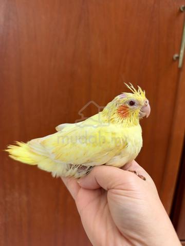 Cockatiel jinak - photo 4 of 6