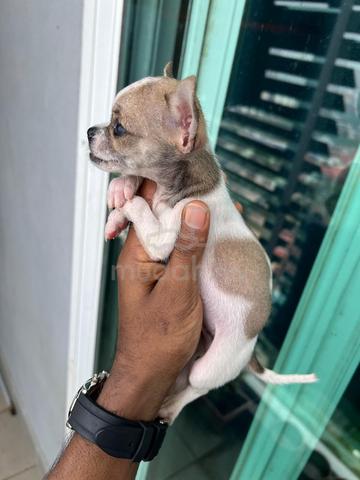 Chihuahua now available -7 - photo 2 of 3
