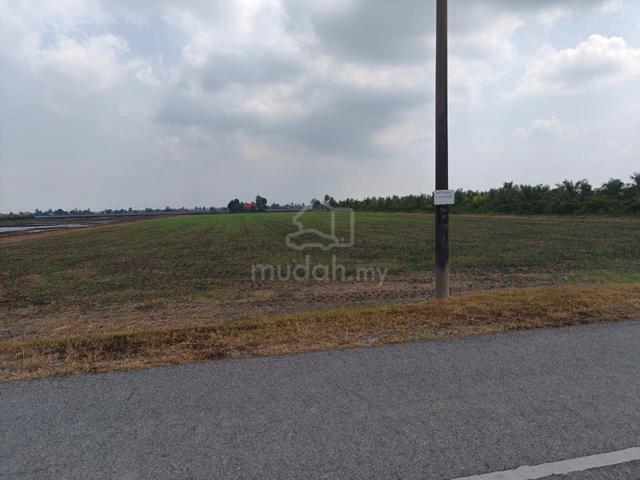 Sawah Padi Freehold Untuk Dijual 1