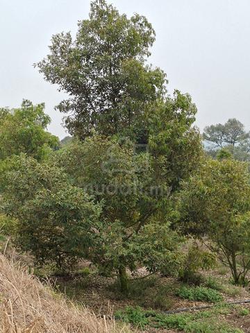 Freehold 2.289 Durian Orchard With Farm House For Sale 1