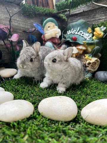 Carousel Image Selected