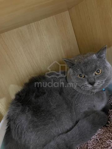 Carousel Image