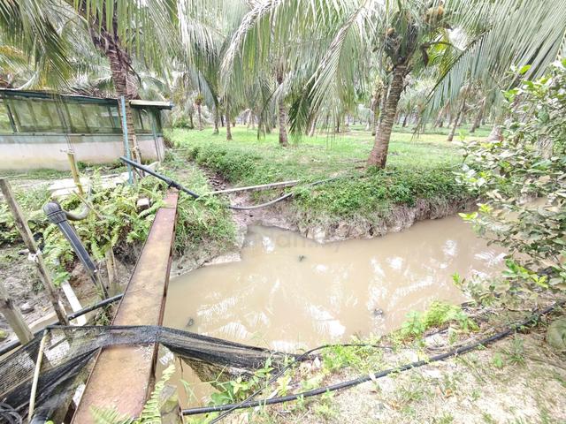 Kebun Kelapa Berserta Pagar Elektrik di Changkat Lobak Untuk Dijual 1
