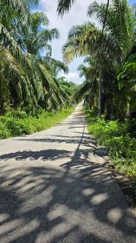 10 acres Palm Oil Land for sale in Kuala Kangsar 1